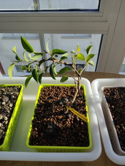 Ficus Benjamina