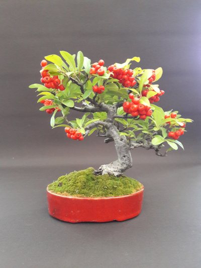 Shohin Pyracantha