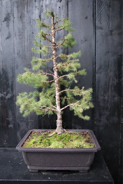 Picea