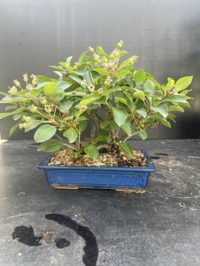 Malus Everest