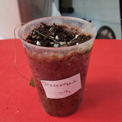 Диоскорея слоновая (Dioscorea elephantipes) 🪴 ДСл03