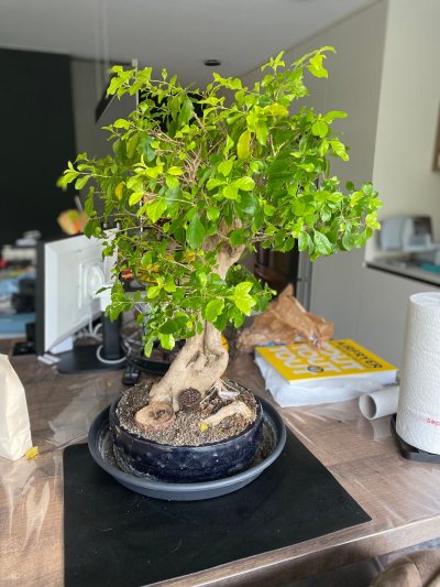 Duranta Repens
