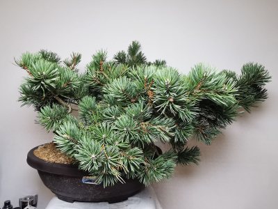 Pin Sylvestre