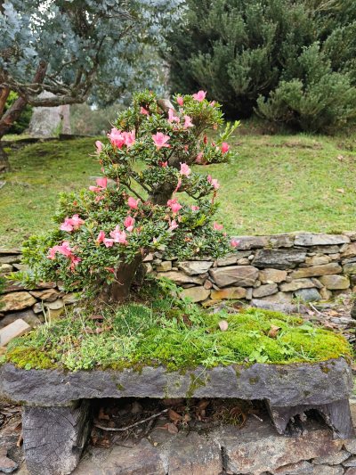 Azalea 1