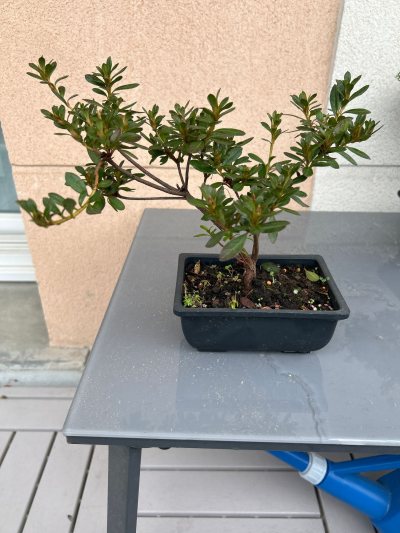Rhododendron 2