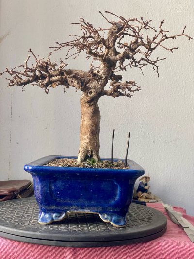 Carpinus coreana