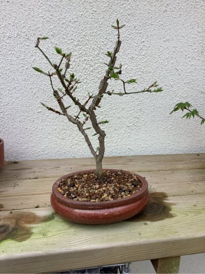 Euonymus Alatus IV
