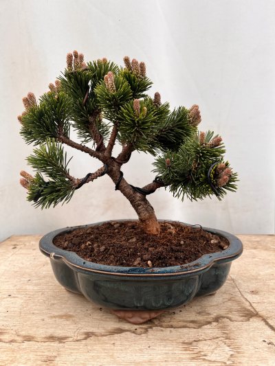 Vince bonsai