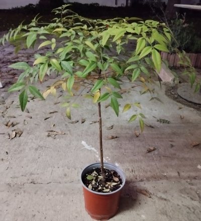 Нандина домашняя 🌳 НДо01 ≈◎⌑