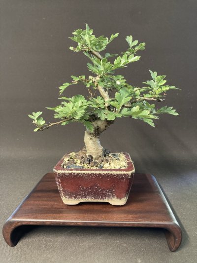 Shohin aubépine