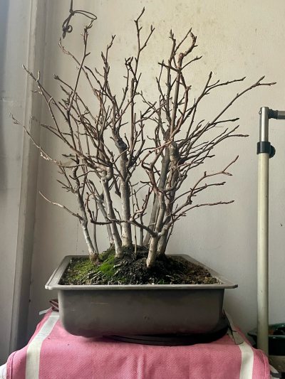 Liquidambar
