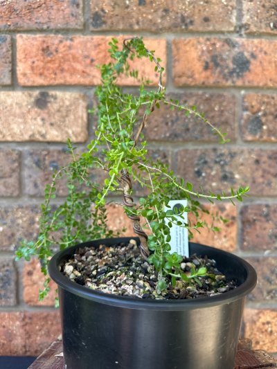 Round Leafed Teatree