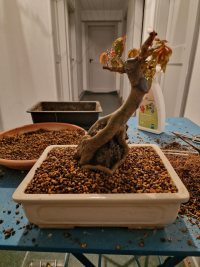 পুনরায় রোপণ - ৯/৩/২৬ - Photo 1/1