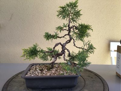 #72 Juniperus Chinensis