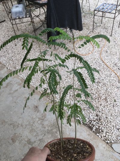 Arbre à soie 1