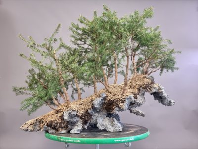 Forêt d’épicéas