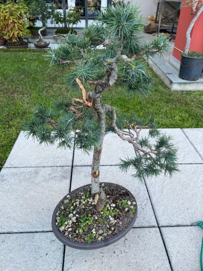 Cedro