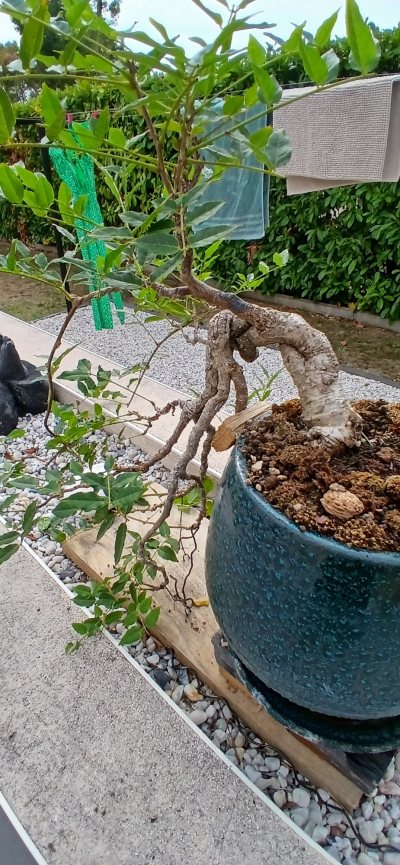 Glycine
