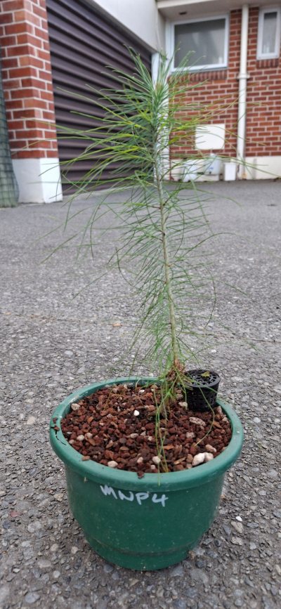 Mexican Weeping Pine