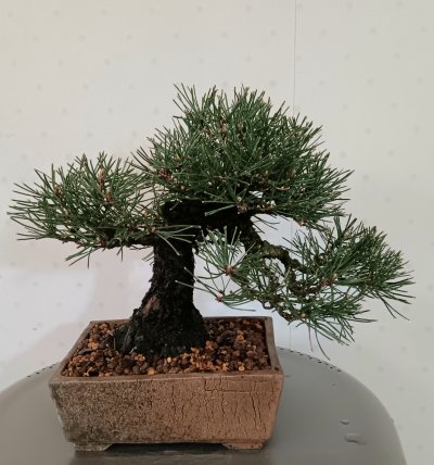 Pinus thunbergii