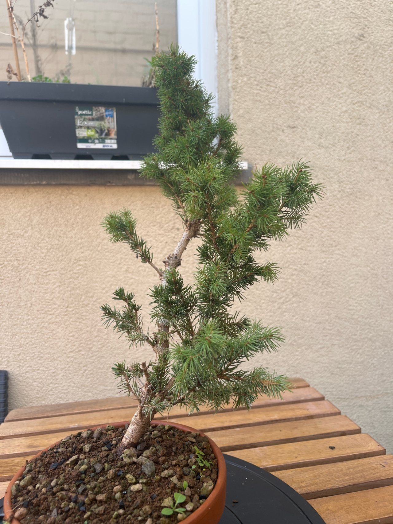 Photo 5