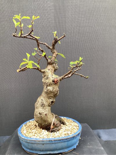 Pyracantha Lodder