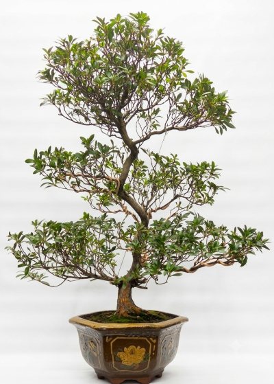 Azalea-2
