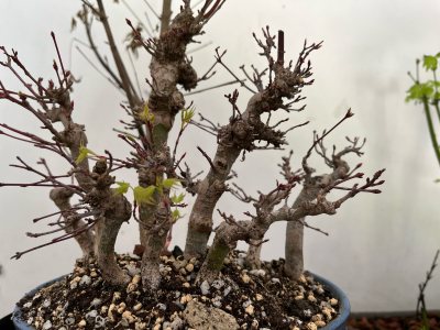 Bosque acer palmatun