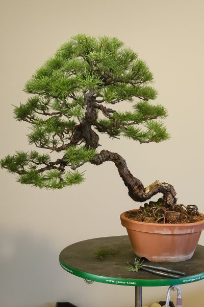 Pin rouge yamadori