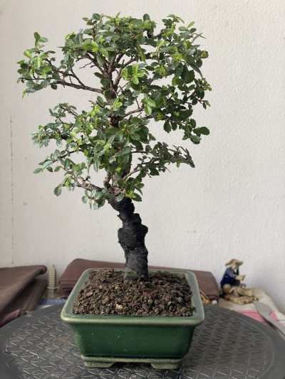 Zelkova nire