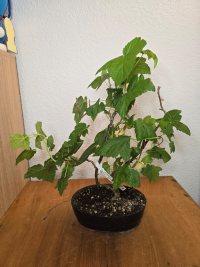 Beschneiden und Drahten - 07.06.25 - Photo 1/8