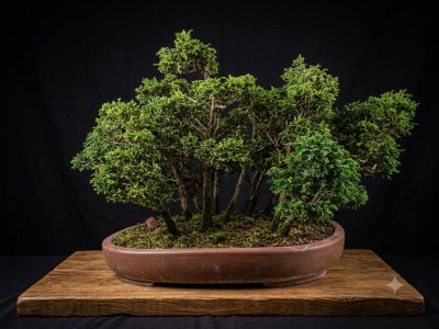 Foret hinoki 1