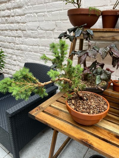 Picea 2