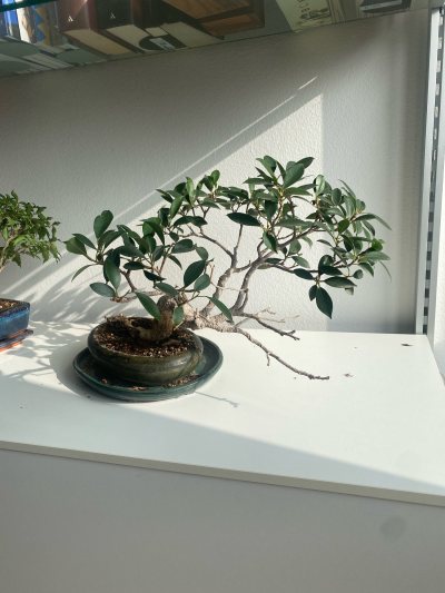 Ficus Stanco