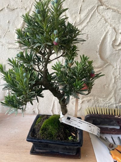 Podocarpus 1er