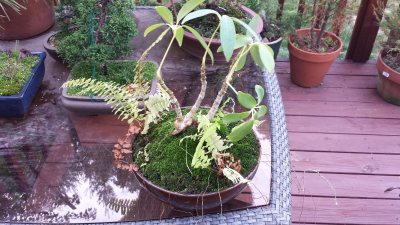 Hawaiian Lava planting