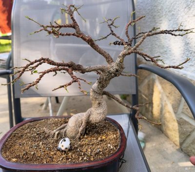Ficus fetusa