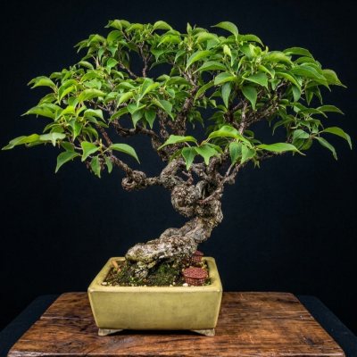 Prunus mume yabai