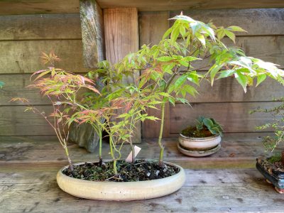 Acer Palmatum en forêt