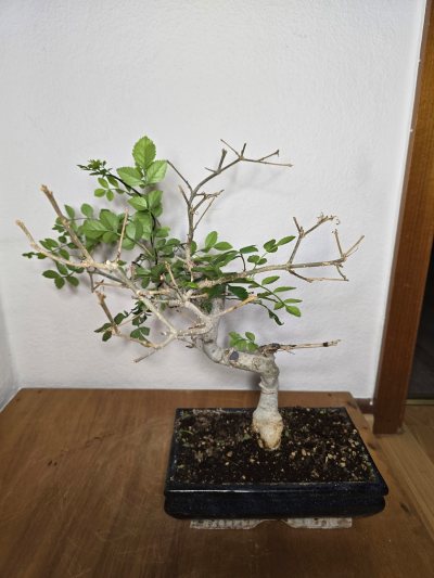 Esche Formosana 001
