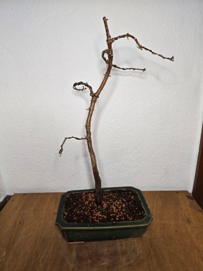 Urweltmammutbaum 002