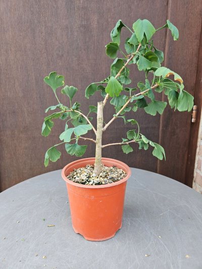 Ginkgo Biloba