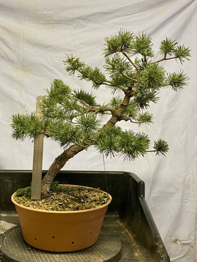 Pin sylvestre