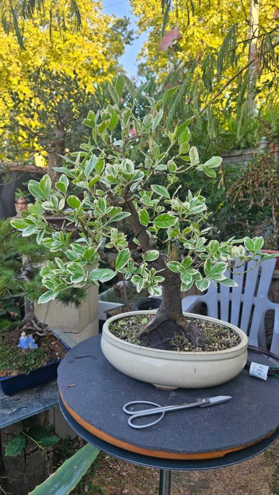 FUSAIN DU JAPON EUONYMUS fotunei emerald gaiety