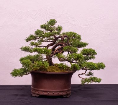 Juniperus Itoigawa 100