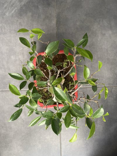 Ficus