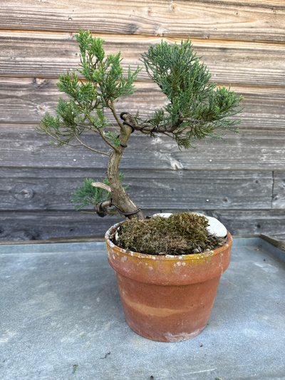 juniperus demi cascade