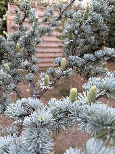 CEDRUS ATLANTICA GLANCA BLEU