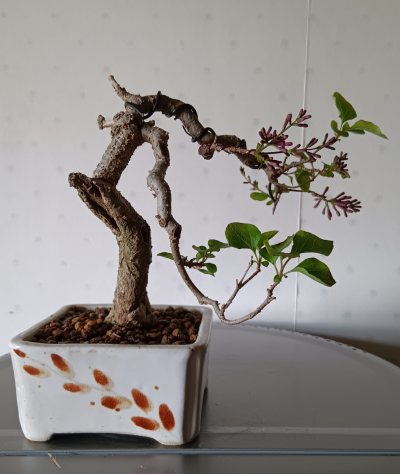 Syringa