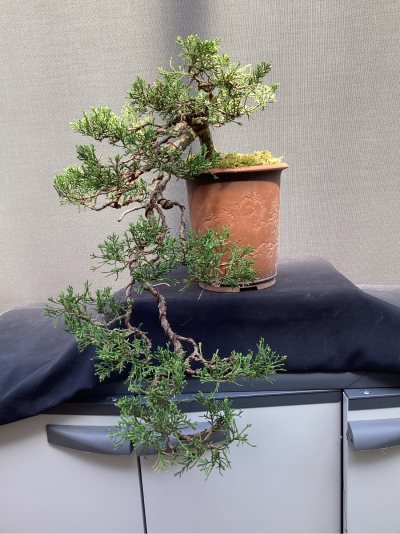 Juniperus Sabine cascade